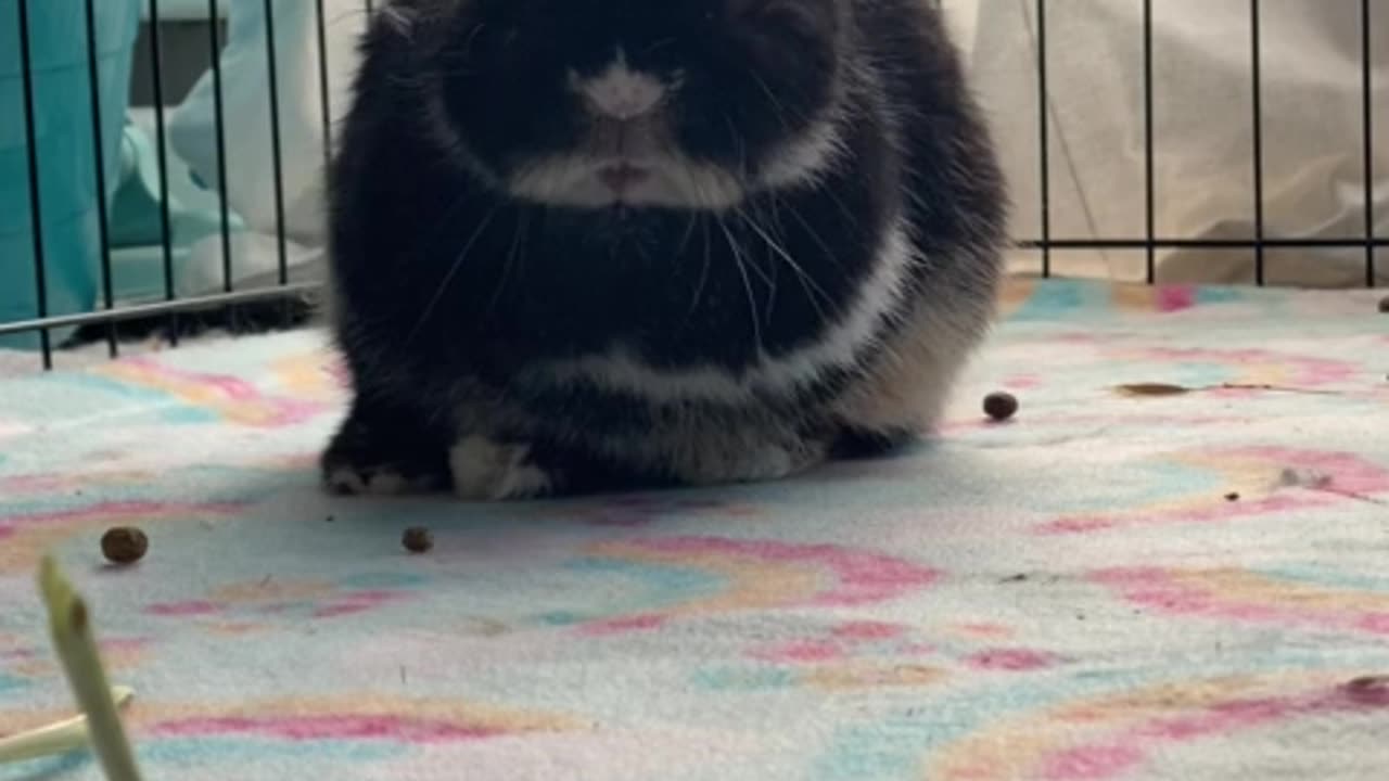 Sleepy bunny gets wobbly while taking a nap