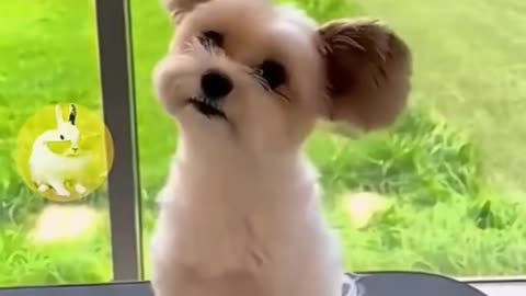 Funny animal videos😂😂