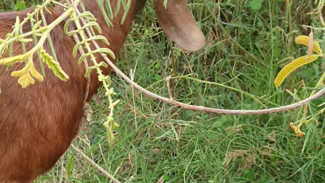 so beautiful goat, cute goat the owner goat Ep1