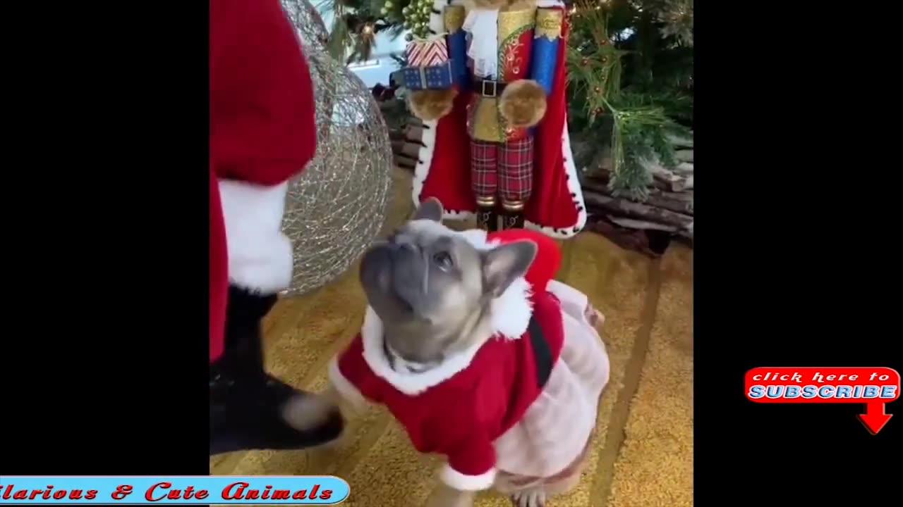 FUNNY CHRISTMAS Animal FAILS!