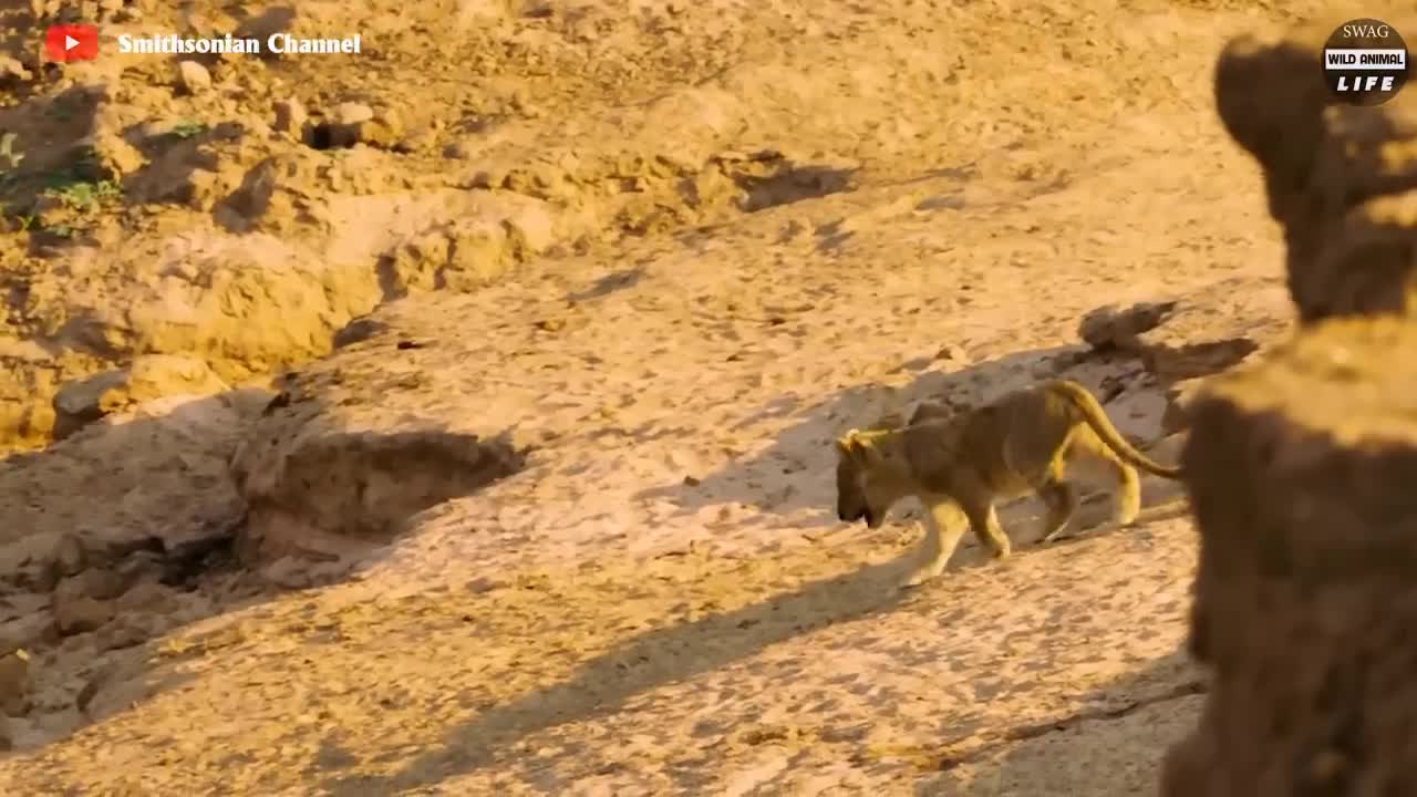 A fierce beast1