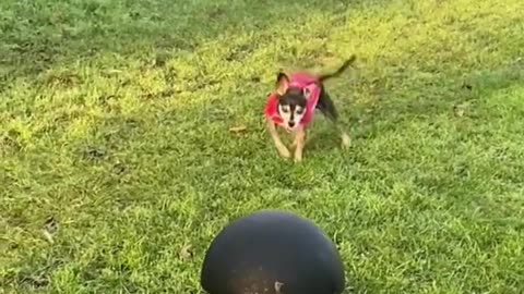 Try not to laugh🤣 Funny animals😹 #shorts