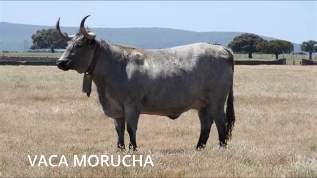 Razas de Ganado Ibéricas ( Vaca 1)