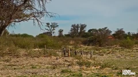 Cobra VS Mongoose | Love Nature