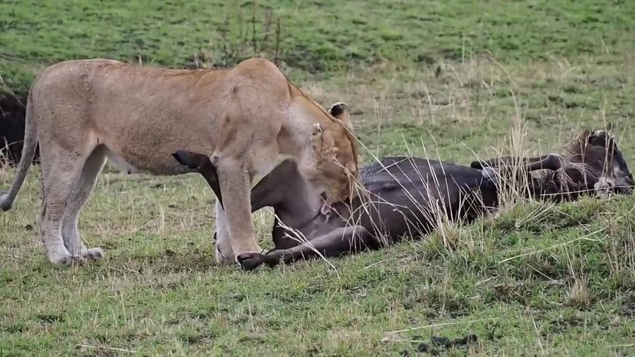 Lioness eating a wildebeest in Kenya