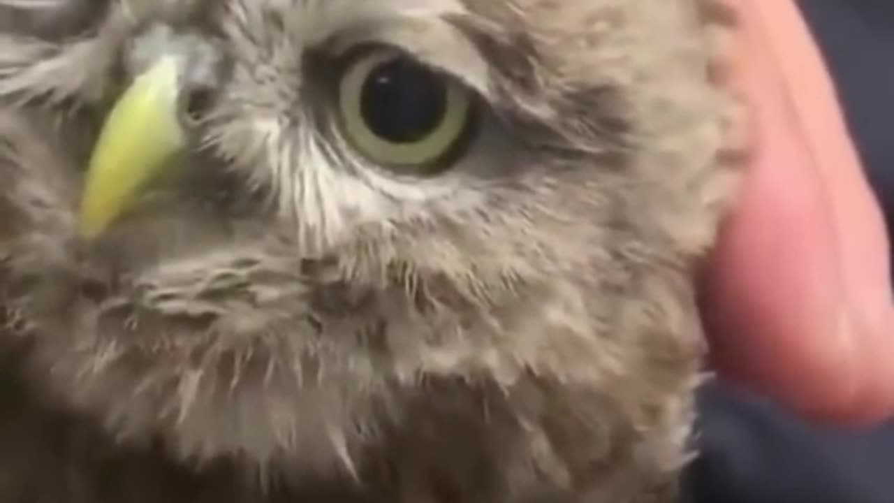 Best Funny Animal Videos of the year (2023), funniest animals ever. relax with cute animals video