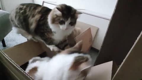 Brooo, Mind your box manners