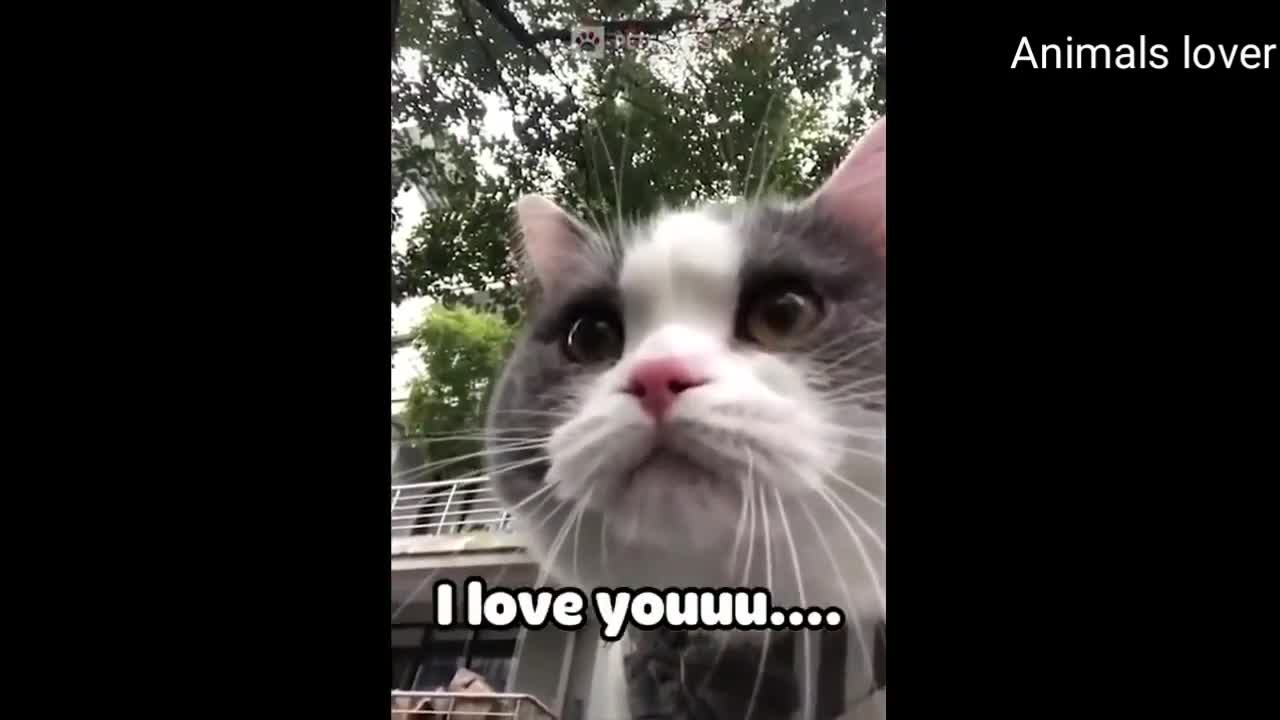 FUNNY ANIMALS VIDEOS_4