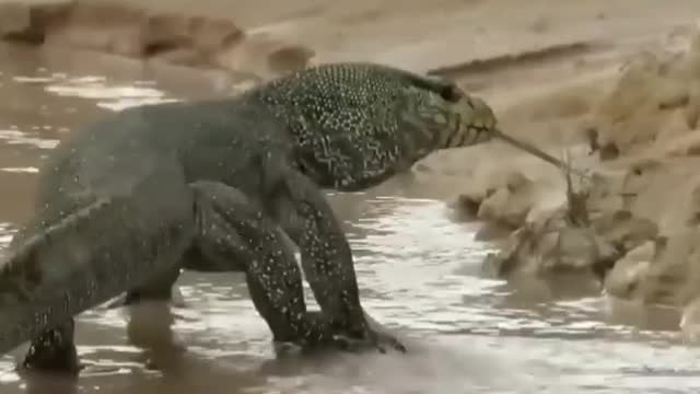 big scary komodo dragon