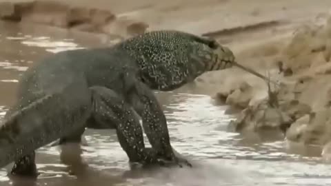 big scary komodo dragon
