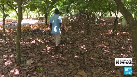 La Côte d’Ivoire et le Ghana à la rescousse des planteurs de cacao