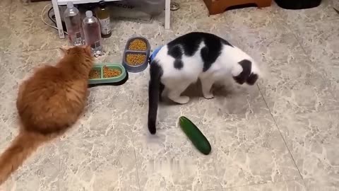 Funniest Cats- #people please share and follow my channel