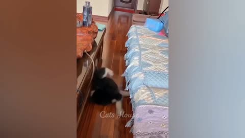 Enjoying 😉 the cat and dog fully funny 😁 video