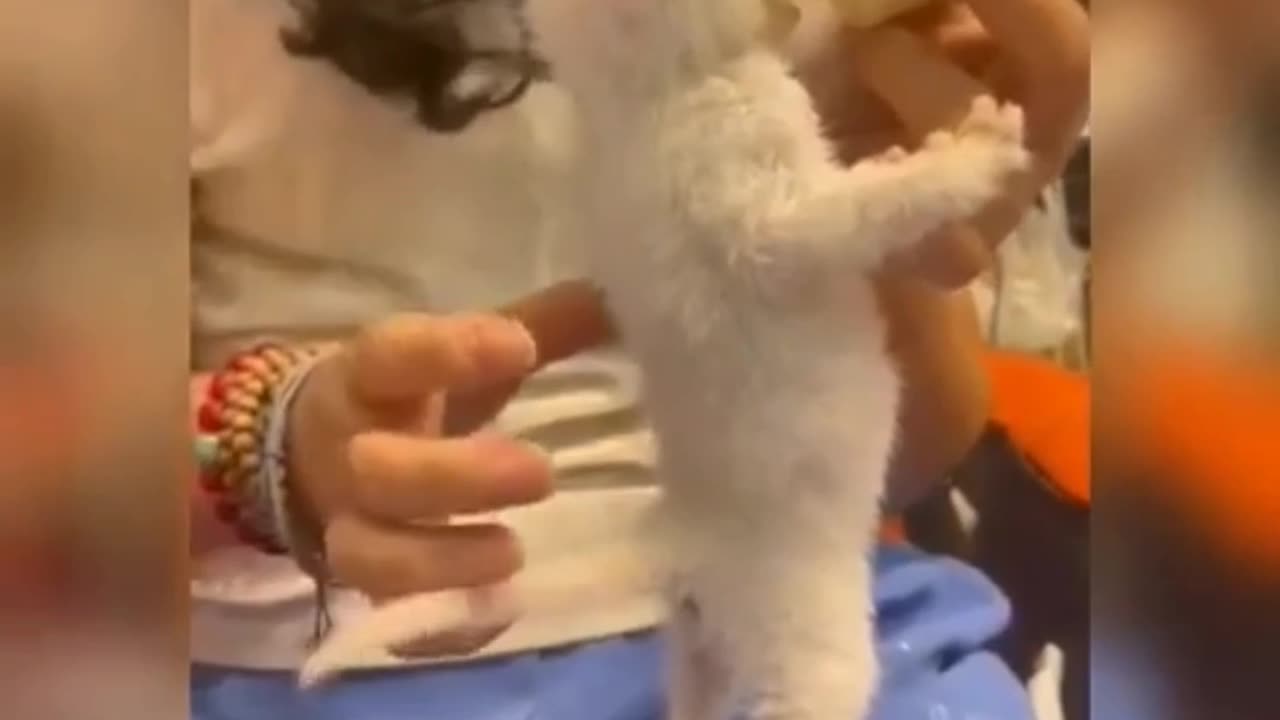Baby cats cute and funny cats video | cats video