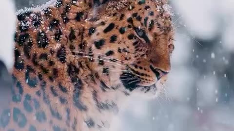 Stunning Amur Leopard