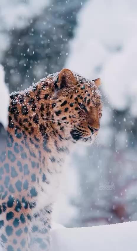 Stunning Amur Leopard
