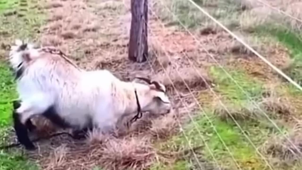 Animal funny videos😂😂