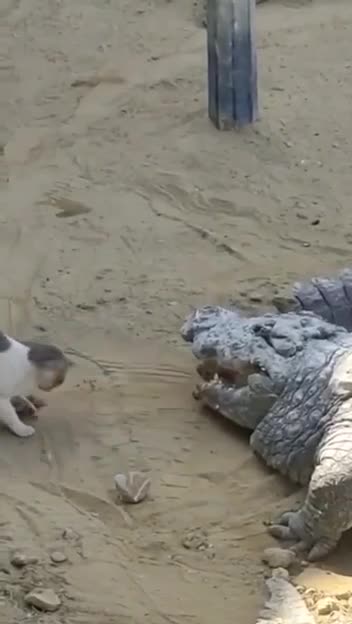 Hunger can make you do daring things