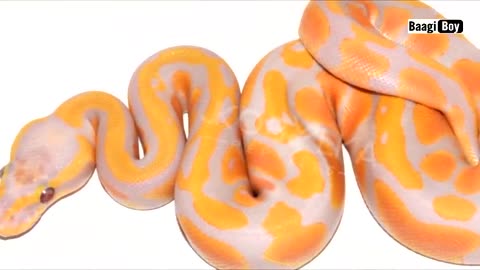 Beautiful snacks video