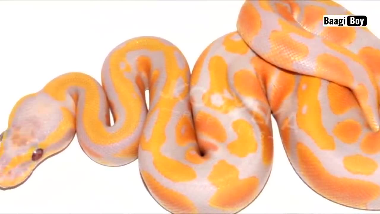 Beautiful snacks video