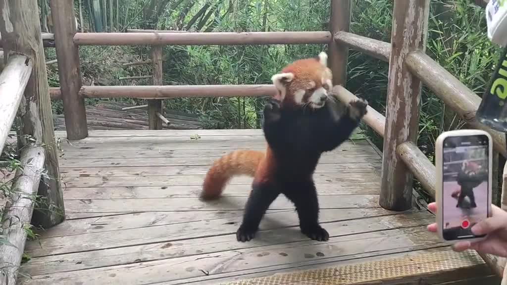 Come to the valley to find the red panda