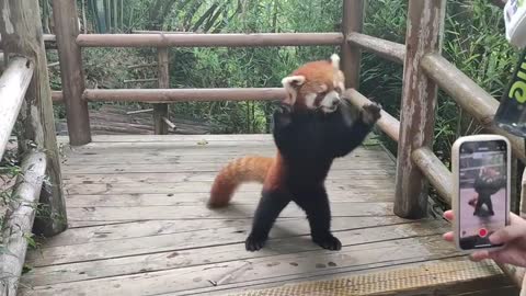 Come to the valley to find the red panda