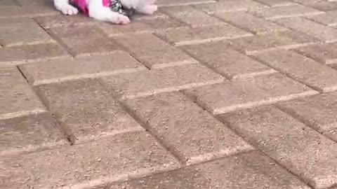 Two dogs have a good bond