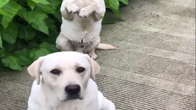 Funniest & Cutest Labrador Puppies #2 - Funny Puppy Videos 2020