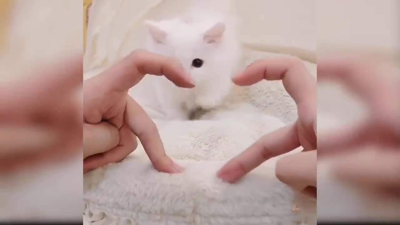 Baby Cats - Cute and Funny Cat Videos Compilation #30