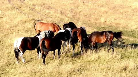 8 MINUTES of BEAUTIFUL PAINT HORSES