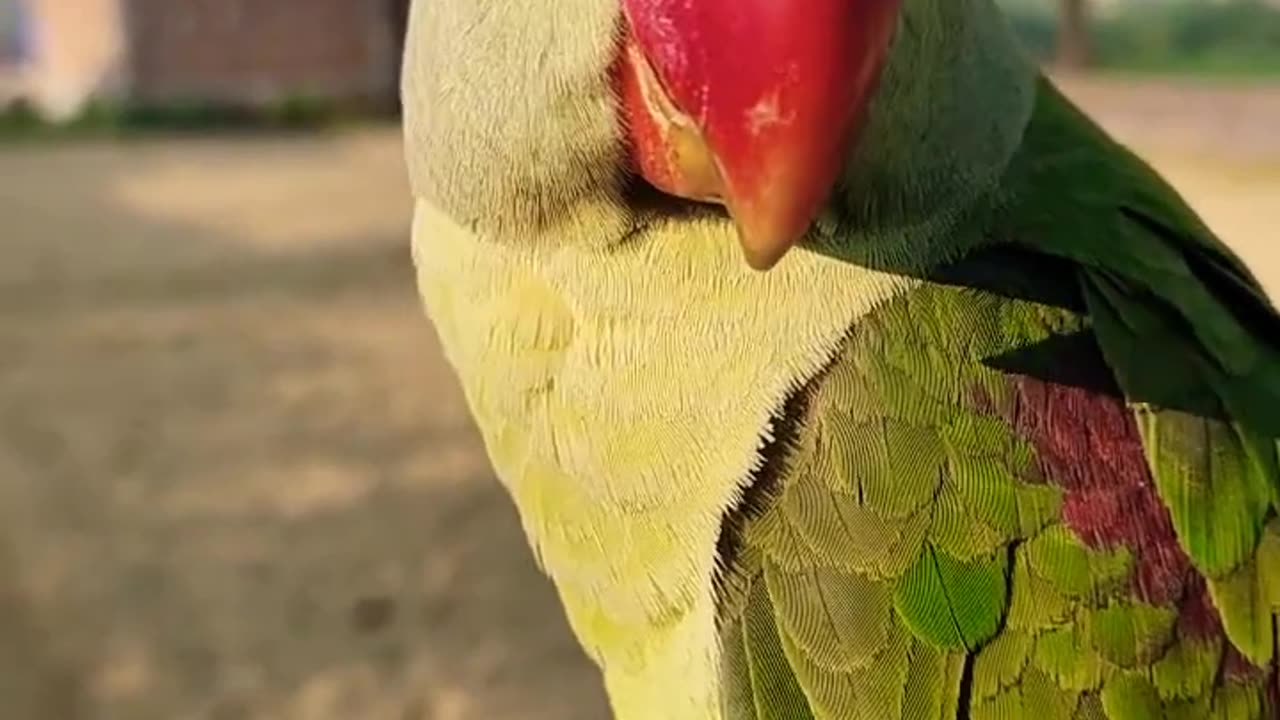 Mitthu Bete Mummy Bolane Wala Parrot