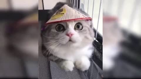 Laugh out loud cat compilation