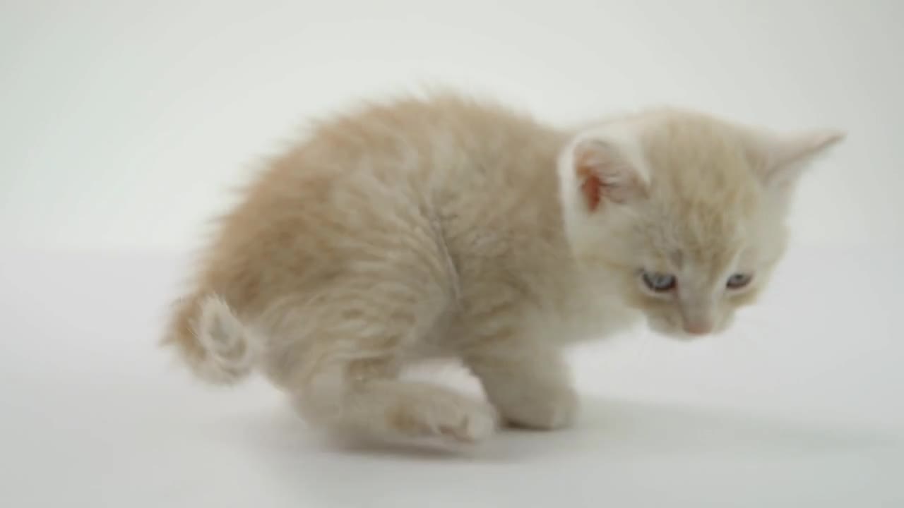 Adorable Kittens on White background Isolated