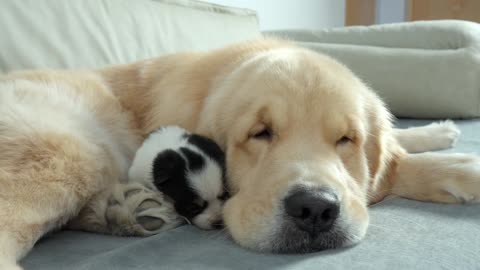 Golden Retriever's Heartwarming Reaction to First Meeting with Abandoned Puppy