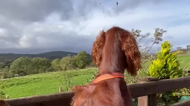 Irish Setter Captivated by Birds