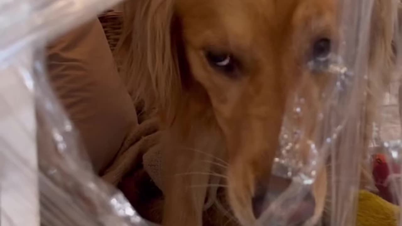 Dogs