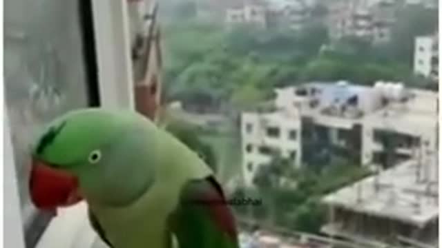 Parrot Talking - Smart And Funny Parrot Video #1 | Pets Town