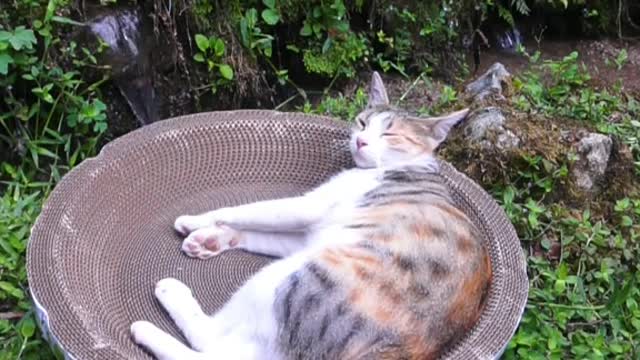 A nice nap on my beloved cat scratch board # Cutie goodie