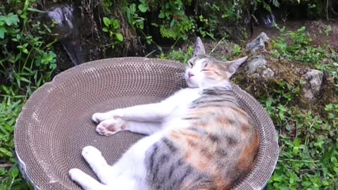 A nice nap on my beloved cat scratch board # Cutie goodie