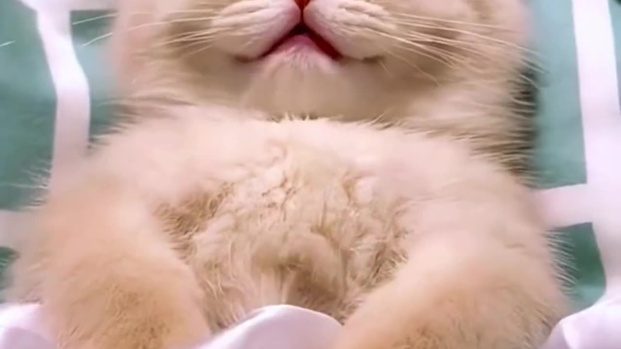 Watch These Adorable Sleeping Cats Who Will Melt Your Heart🐱🐱