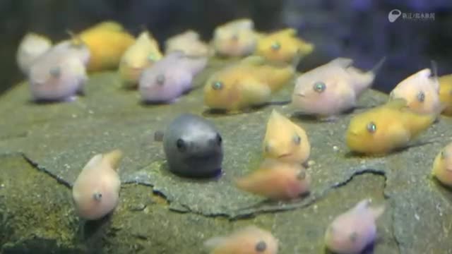 A group of Cyclopteridae, or lumpfish.