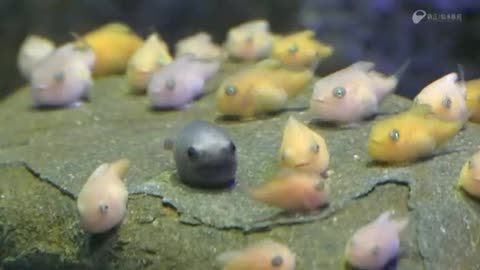 A group of Cyclopteridae, or lumpfish.