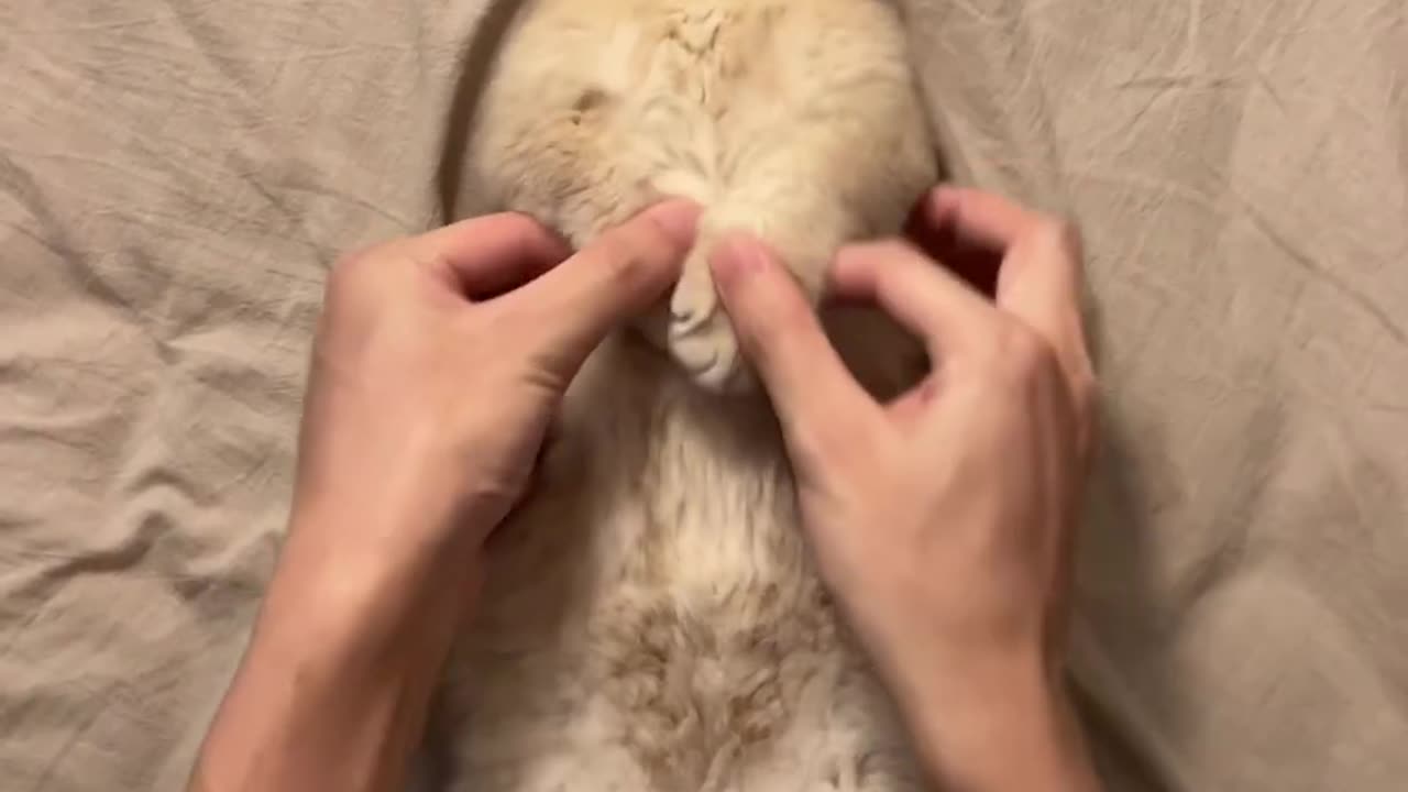 Sleepy head baby cat funny cat
