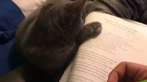 My cat won't let me do my homework