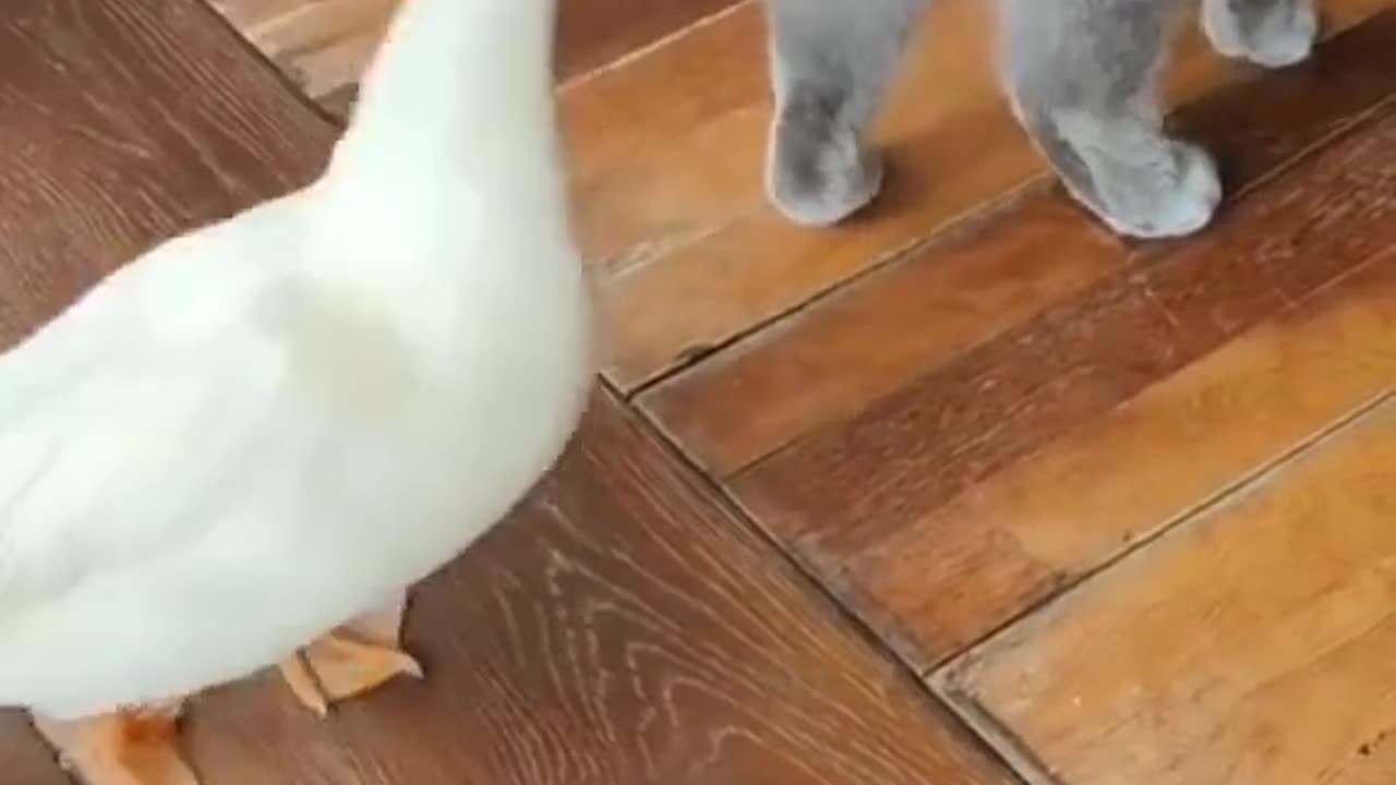 Duck vs cat