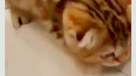 Cat Funny videos