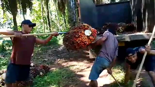 Raised a very large palm fruit