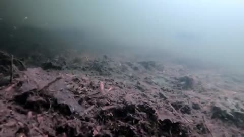 Curious fisherman drops camera to see the fish he can't catch