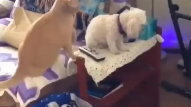 Funniest cat videos #137 - HILARIOUS!
