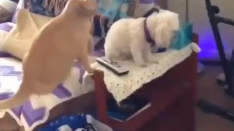 Funniest cat videos #137 - HILARIOUS!